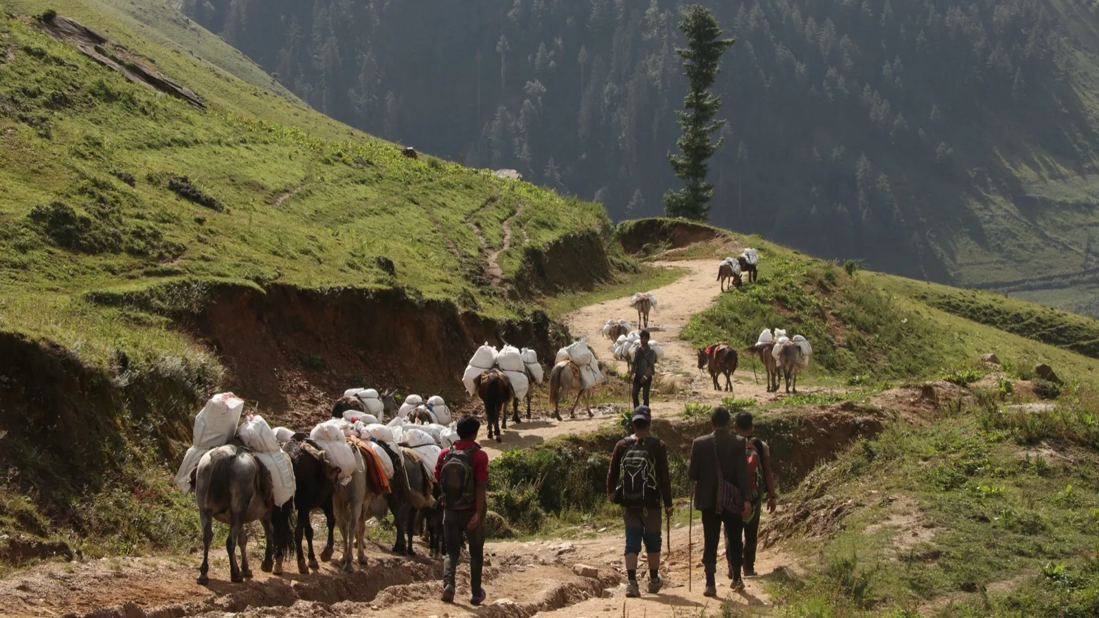 Pack horses and walkers on a green hillside trail in Nepal